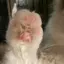 ランのプロフィール画像