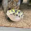 ぽのプロフィール画像