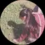 あねのプロフィール画像