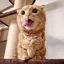 ぴぴのプロフィール画像