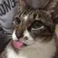 サトコのプロフィール画像