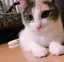 yuriのプロフィール画像