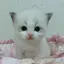Rのプロフィール画像