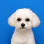 犬のプロフィール画像