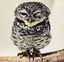 kinuのプロフィール画像