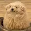 ぴょんのプロフィール画像