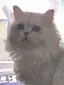 猫ニャンのプロフィール画像