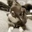 ミュウミュウのプロフィール画像