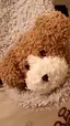 はるのプロフィール画像