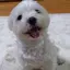 あずきちのプロフィール画像