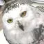 ゆきんこのプロフィール画像