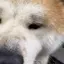 さやかのプロフィール画像