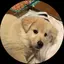 ペコちゃんのプロフィール画像