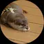Hinaのプロフィール画像