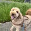 チロのプロフィール画像
