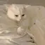 017のプロフィール画像