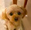 チエミのプロフィール画像