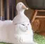 maikaのプロフィール画像