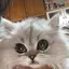 おもちのプロフィール画像