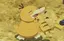 ちゃむたのプロフィール画像
