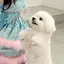 ちぇりもねのプロフィール画像