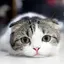 あやののプロフィール画像