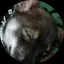 mazeruのプロフィール画像