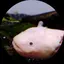 サマーのプロフィール画像