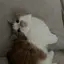 miyuのプロフィール画像