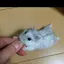 きなこもちのプロフィール画像