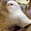 みきかのプロフィール画像