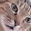 とんのプロフィール画像