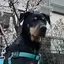 シギのプロフィール画像