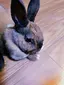 rizのプロフィール画像
