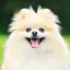ぽめのプロフィール画像
