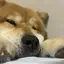 gallyのプロフィール画像