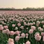 🌷のプロフィール画像