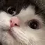 🐟のプロフィール画像