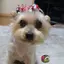 つんたのプロフィール画像
