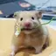みみのプロフィール画像