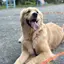 goのプロフィール画像