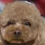夢衣のプロフィール画像