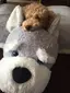もっちのプロフィール画像