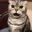 ひなのプロフィール画像