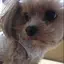 (・‘‘(●)のプロフィール画像