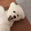 ハヅキのプロフィール画像