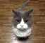 jojokeyのプロフィール画像