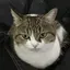 tsuyoshiのプロフィール画像
