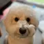 (ᵔᴥᵔ)のプロフィール画像