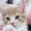しろのプロフィール画像
